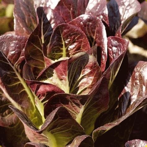 Romaine Lettuce Seeds - 'Super Red Romaine'