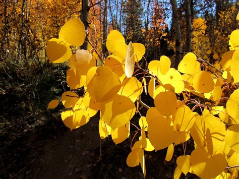 Quaking Aspen: Star of the Autumnal Sierra