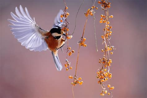 Vogels in de tuin - Van Dijk Groen