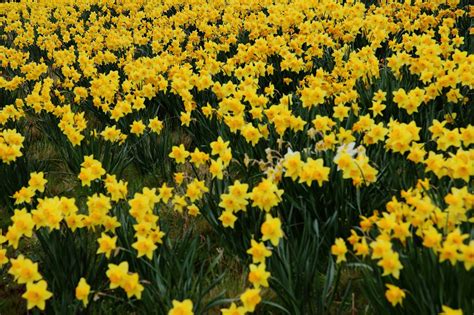 Romantic Flowers: Daffodil flowers
