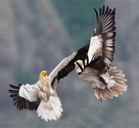 The Egyptian Vulture on the Balkans – a hopeful but perilous conservation story