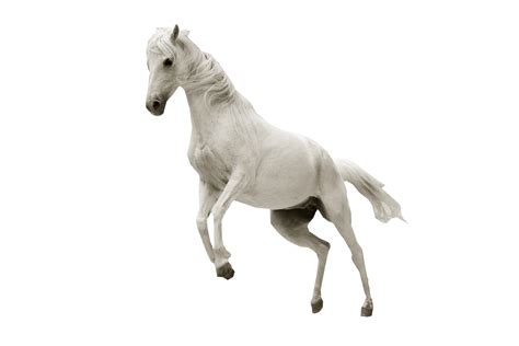 Pin Horse Clipart Transparent Background Running White Horse Png | Images and Photos finder