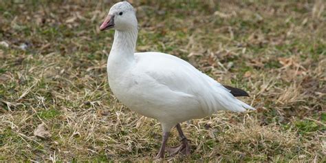 Ross's goose | Smithsonian's National Zoo and Conservation Biology Institute