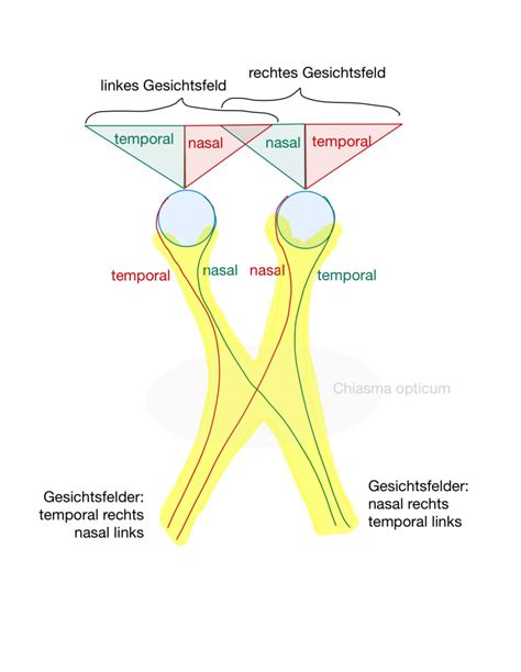 Chiasma opticum - DocCheck Flexikon