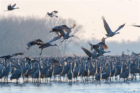 Sandhill Crane Migration