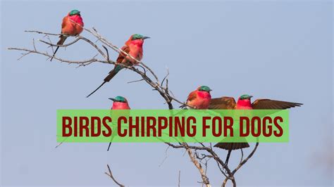 Birds Chirping for Dogs - YouTube