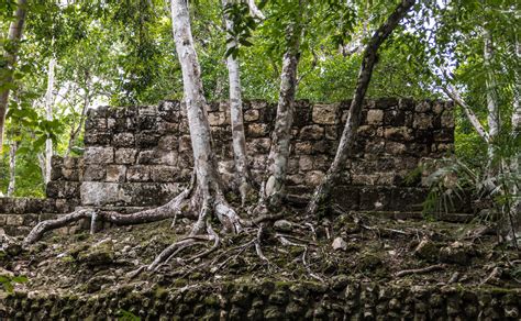 Sunrise hike in the Calakmul Biosphere Reserve, Campeche. 1-day trip. Certified guide