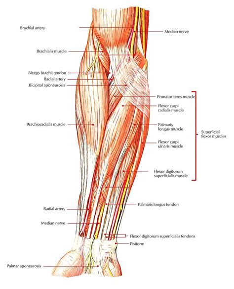 ‪The Flexor Carpi Ulnaris and Pronator Teres muscles (+others) must be ...