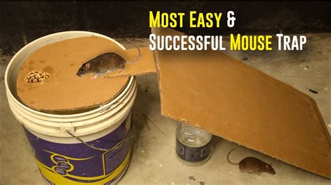 Bucket mouse trap best mouse trap diy homemade mouse trap – Artofit