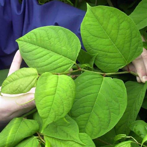 The Complete Guide to Japanese Knotweed Identification