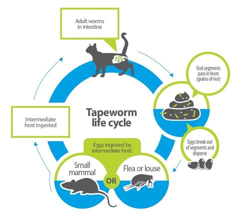 Tapeworm Life Cycle In Cats