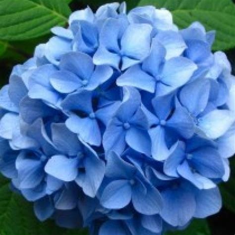 Buy Hydrangea Blue Plant online India at cheap price on plantsguru.com