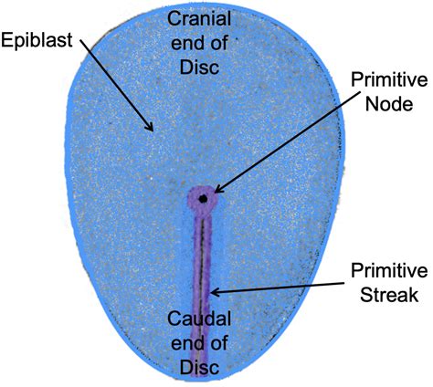 Weeks 3 & 4 | Embryology - A Web Site