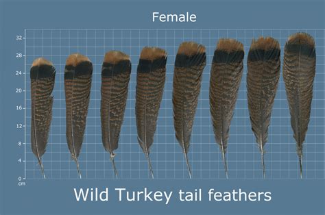 The Feather Atlas - Feather Identification and Scans - U.S. Fish and ...