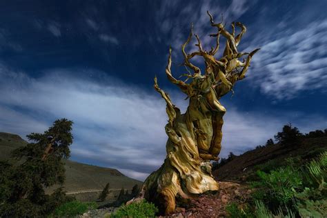 "The Forever Tree, located in the oldest forest in the world. It's quite possible that some ...