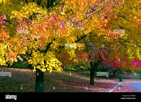 Canadian fall colors Stock Photo - Alamy