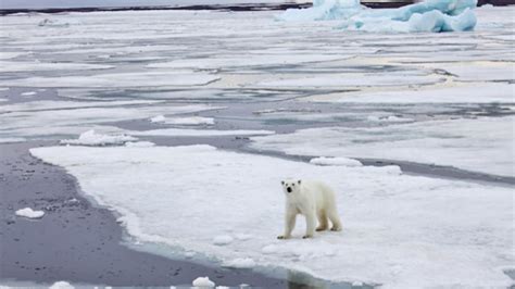 Scientists Say Polar Bears Don't Have a 'Walking Hibernation' State ...