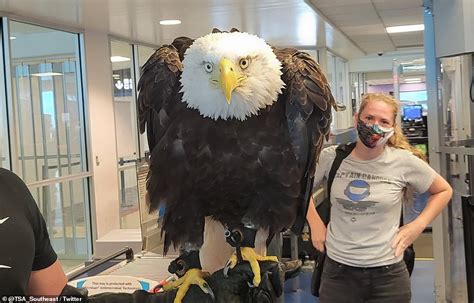 Bald eagle 'shows off a bit' going through TSA in Charlotte | Daily ...