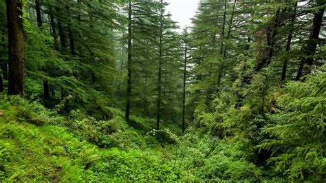 10 Incredible Forests to Explore in India