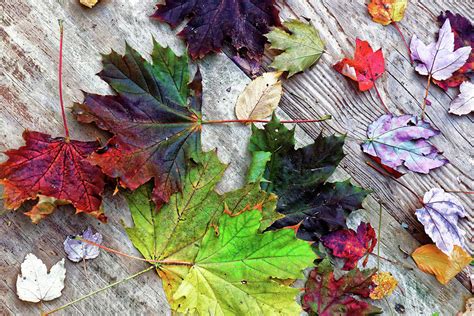 Scattered Autumn Leaves Photograph by Doolittle Photography and Art | Fine Art America