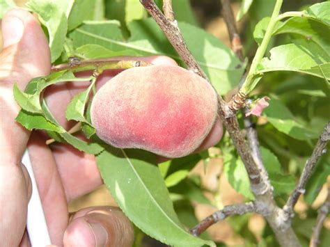 Xtremehorticulture of the Desert: My Peach is Not Sweet But I Got Lots of Them!