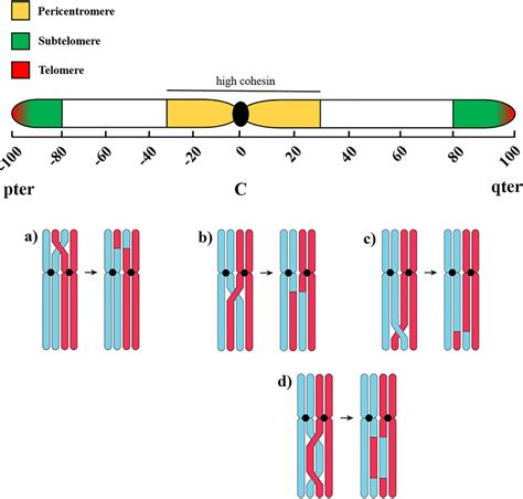 Diagram depicting meiotic crossovers in regions along a chromosome. The ...