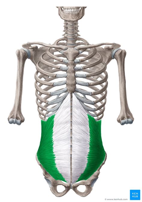 Internal abdominal oblique: Origin, insertion and action | Kenhub