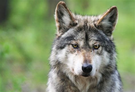 Mexican Wolf - WildEarth Guardians