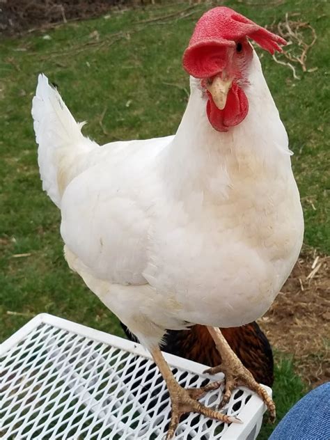 Singing the Song of Their People: The Egg Song, Why do hens sing? | BackYard Chickens - Learn ...