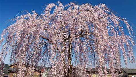 Pruning Weeping Cherry Trees: When, How & Common Mistakes - Rennie Orchards