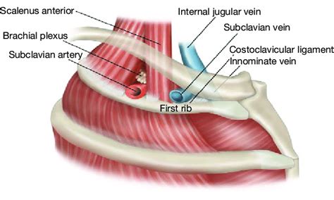 Normal thoracic outlet anatomy, with subclavius muscle removed. | Download Scientific Diagram