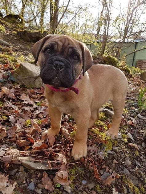 Bullmastiff Puppies For Sale | Tempe, AZ #190388 | Petzlover