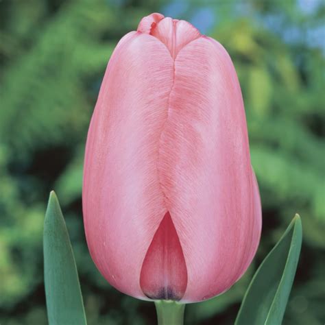 Pink Impression Tulip Bulbs - Darwin Tulips | Buy Online | Boston Bulbs