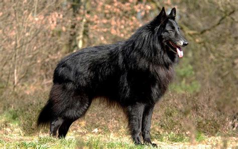 Belgian Shepherd Dogs | Information & Dogs Facts | Pets Feed