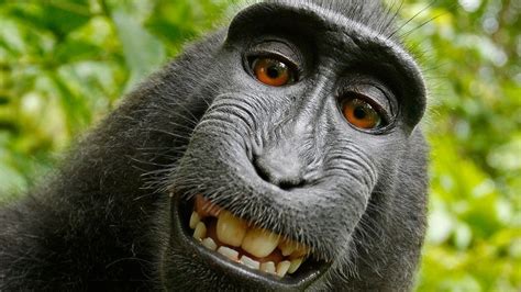 'Monkey Selfie' Lawsuit Ends With Settlement Between PETA, Photographer ...