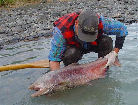 Kenai River Fishing Guides | Cusacks on the Kenai