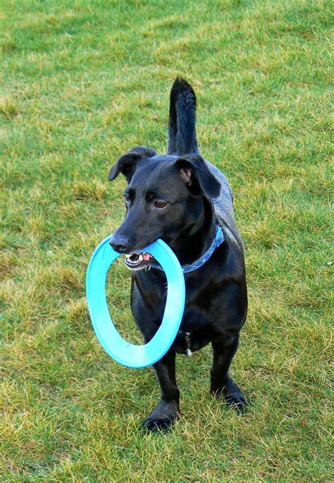 Dog Frisbee Pet - Free photo on Pixabay - Pixabay