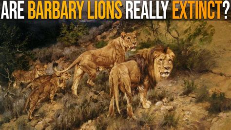 Are Barbary Lions Really Extinct? - YouTube