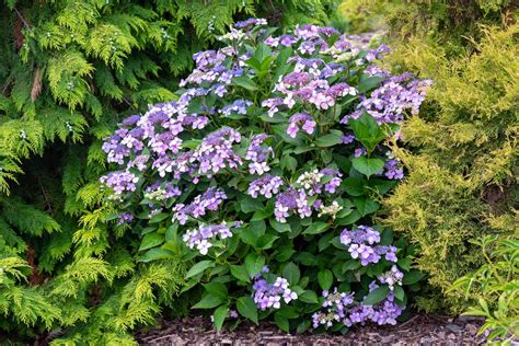 How to Grow Hydrangea Serrata (Mountain Hydrangea)