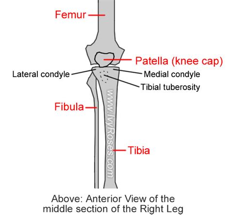 Lateral condyle (on tibia)