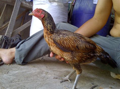 indukan (sudah terjual ke Jakarta TImur) birma ori F1(anak import) ~ Saparifarm Surabaya ...