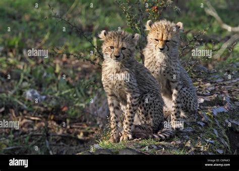 Cheetah Cubs at Chester Zoo Stock Photo - Alamy