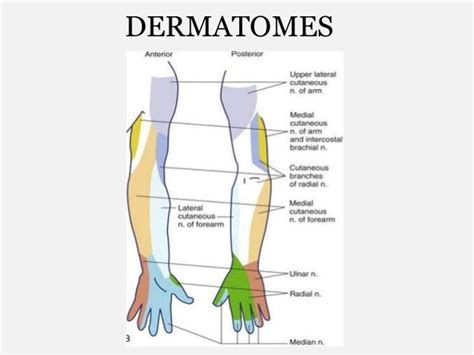 brachial plexus blocks