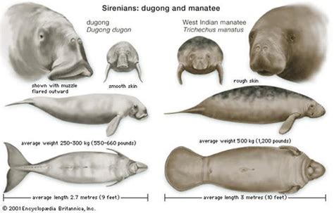 Manatee vs. Dugong - What’s the Difference?