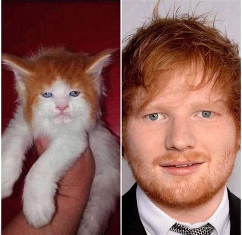 That's his cat? | Ed sheeran memes, Funny memes, Funny