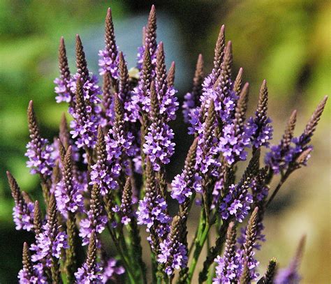 American blue vervain (Verbena hastata) - growing guides