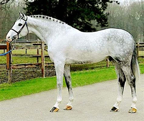 holsteiner | Cavalli bellissimi, Equitazione, Animali