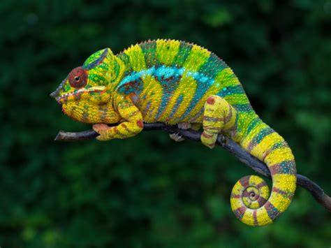 The Panther Chameleon Is Actually 11 Distinct Species - Reptiles Magazine