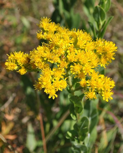 Rigid Goldenrod Info: Growing Stiff Goldenrod Flowers In The Garden