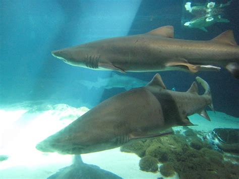 sharks New York Aquarium | Melanie Lazarow | Flickr